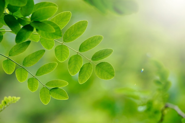 Árbol verde de hojas y ramas en la naturaleza en verano.