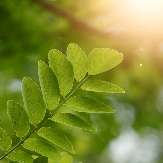 Árbol verde de hojas y ramas en la naturaleza.