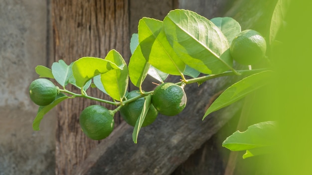 Árbol verde lima