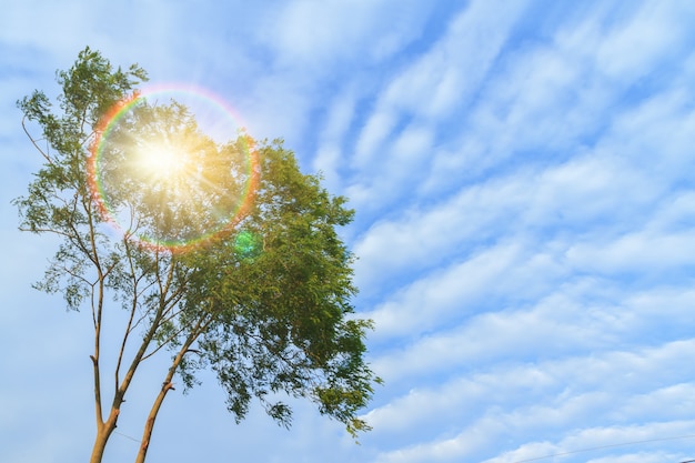 Árbol verde moviéndose desde el viento en el cielo azul