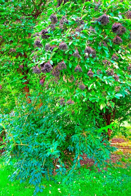 Árbol verde en el parque de Viena, Austria