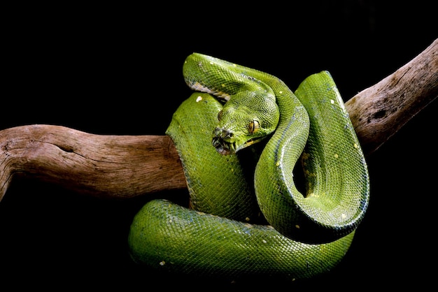 Árbol verde phyton sobre fondo negro Condro phyton