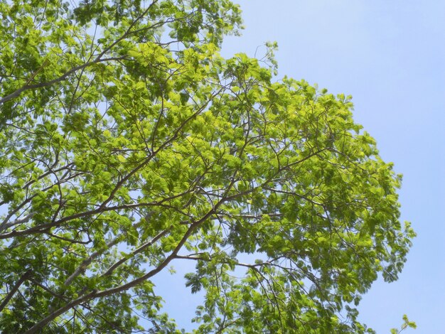 Árbol verde de primavera contra el cielo azul