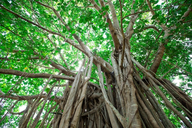 Árbol verde con ramas y hojas.