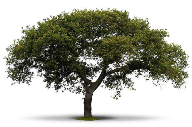 Árbol verde sobre fondo blanco con hierba en la raíz y la sombra