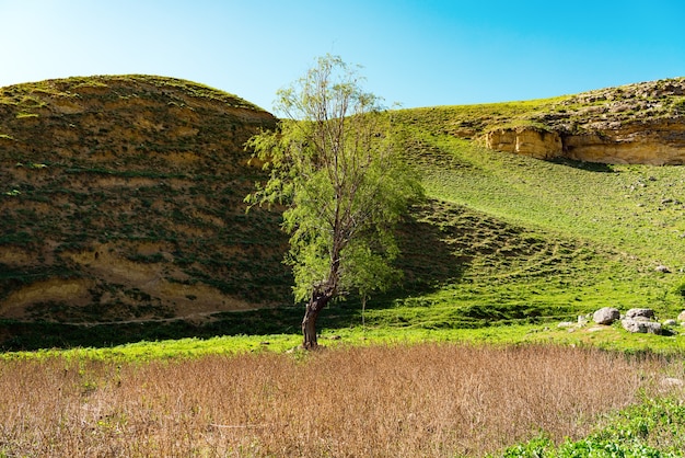 Árbol verde solitario en un barranco