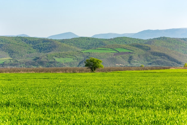 Árbol verde solitario en campo agrícola