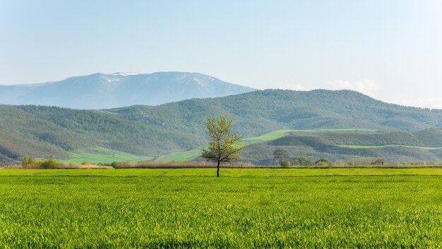 Árbol verde solitario en campo agrícola