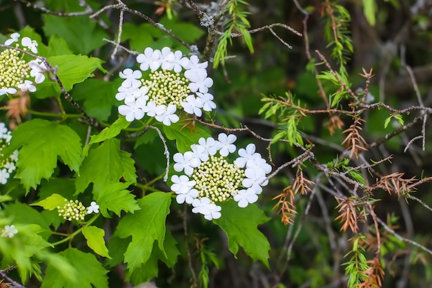 Árbol viburnum con flores blancas a la luz del sol