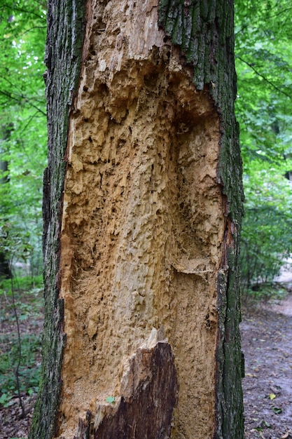 Árbol viejo, seco y comido por insectos con una estructura clara