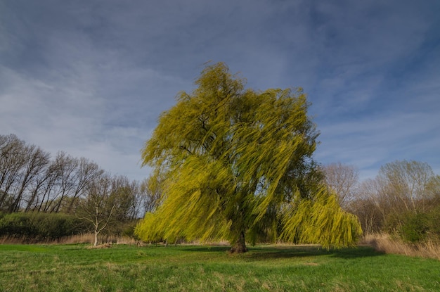 Árbol y viento en la naturaleza.