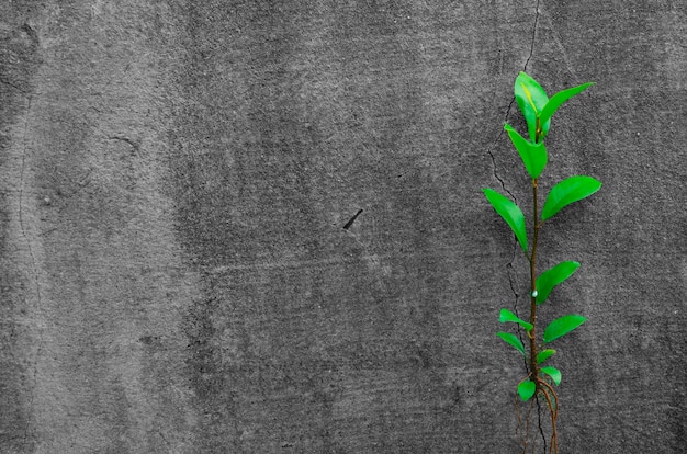 Árbol vivo en cemento viejo textura de fondo.