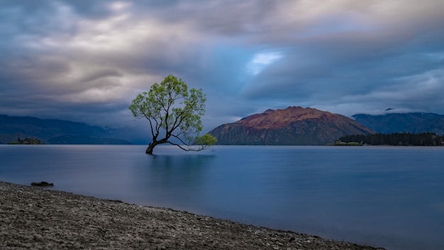 Árbol de Wanaka en Nueva Zelanda