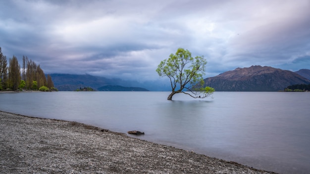 Árbol Wanaka Con Vista Al Lago Montaña