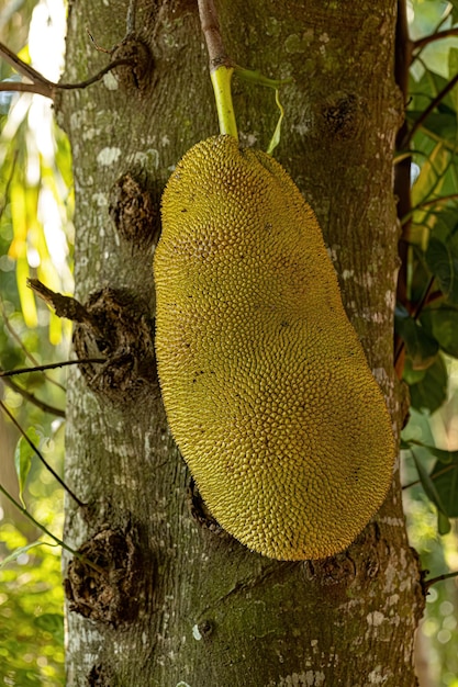 Árbol de yaca cultivado