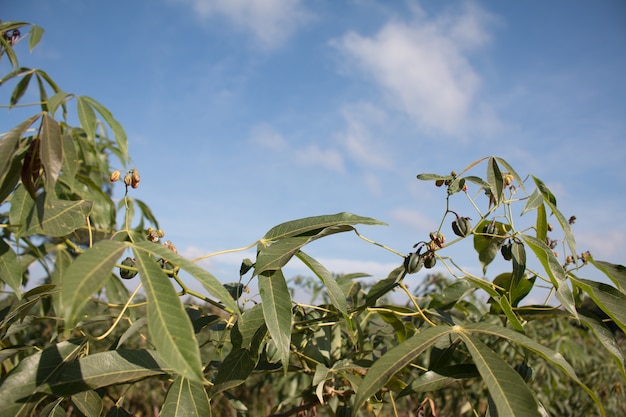 Árbol de yuca en el campo