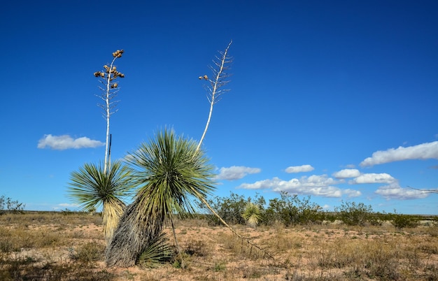 Árbol de yuca en un desierto rocoso en Nuevo México