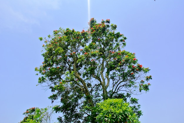 Árbol