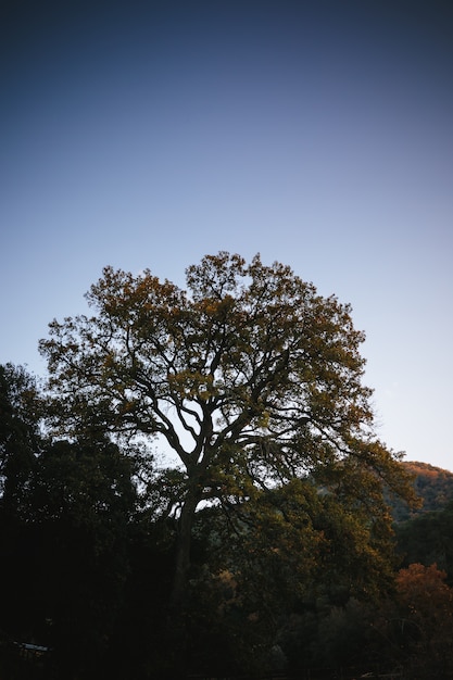 Árbol