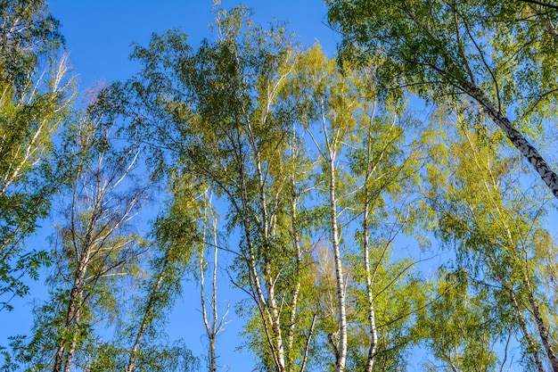 Árboles de abedul. Cielo azul. Vista inferior.