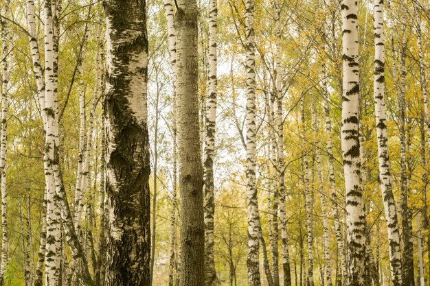 Árboles de abedul en el parque de otoño