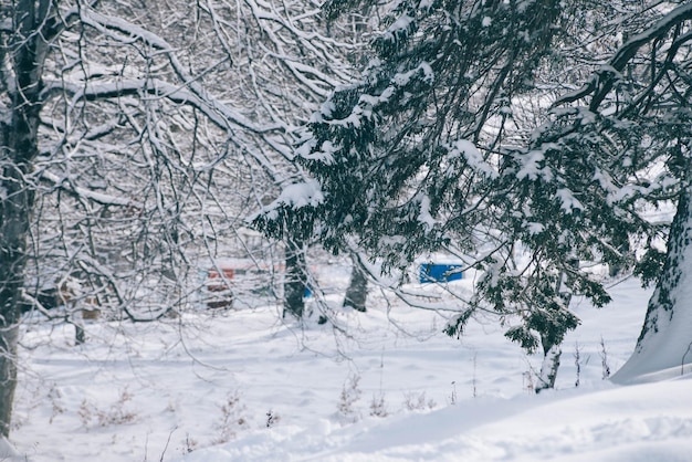 Árboles de abeto blancos cubiertos de nieve en invierno
