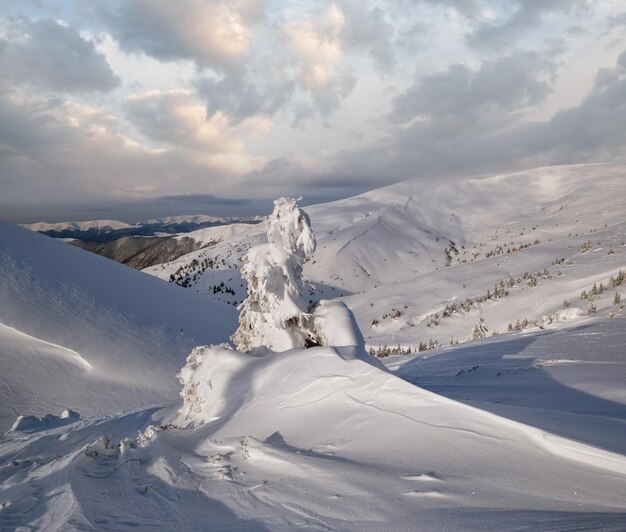 Árboles de abeto cubiertos de nieve en las cimas de las mesetas nevadas con cornisas de nieve en la lejanía Magnífico día soleado en la pintoresca hermosa cresta de los Alpes