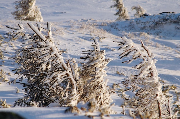 Árboles de abeto cubiertos de nieve