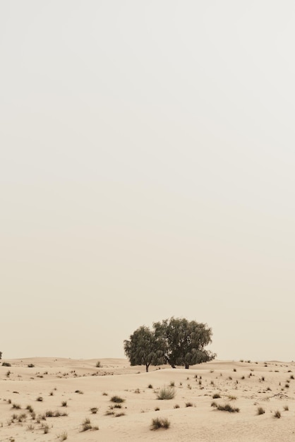 Árboles de acacia que crecen en el desierto de arena salvaje Vegetación del desierto