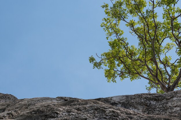 Árboles en los acantilados, grandes montañas.