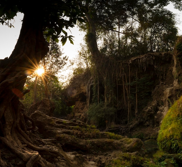 Árboles y acantilados en la selva tropical