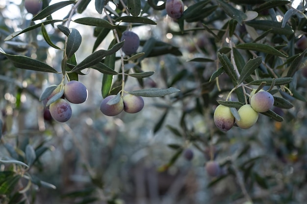 Árboles de aceite de oliva llenos de aceitunas en la cosecha de otoño de Turquía