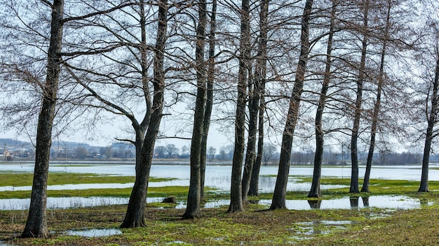 Árboles en el agua La inundación de primavera inundó el campo y la carretera del pueblo El agua de inundación en los campos del campo Cambio climático calentamiento global Riesgos globales de inundación bajo el cambio climático