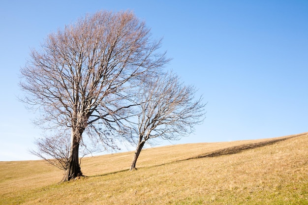 Árboles aislados en el cielo azul. Fondo de naturaleza mínima.