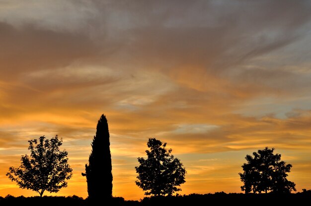 Árboles al atardecer