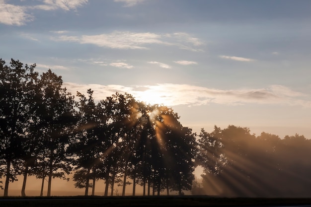 Árboles al atardecer