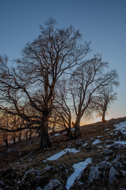 Árboles al atardecer