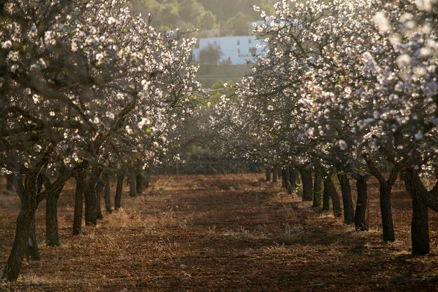 Árboles de almendra en flor en el área de Pla de Corona en la ciudad de Santa Agnes en la isla de Ibiza