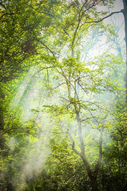 Árboles altos con ramas y hojas verdes con rayos de sol que brillan a través de las hojas verdes de la copa, el filtro