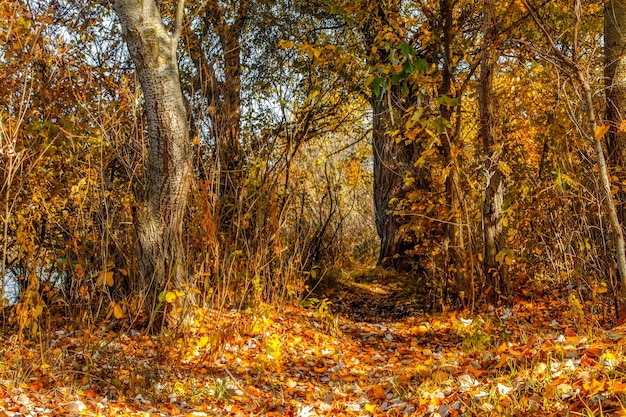 Árboles amarillos y hojas caídas en el bosque de otoño.