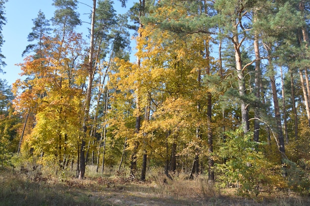 Árboles amarillos de otoño en el bosque