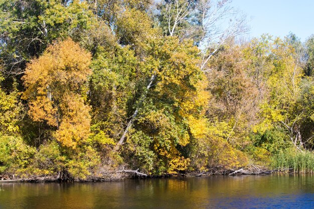 Árboles amarillos en otoño junto al río.