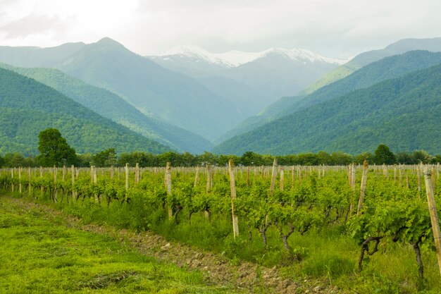 Árboles y año del vino en la montaña