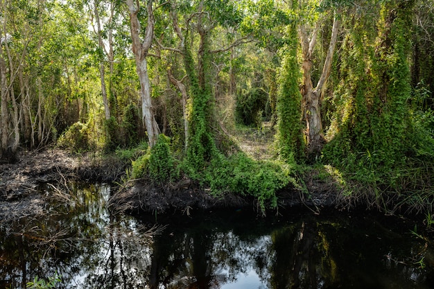 Árboles (árboles de té Paperbark) con árboles de hiedra en un bosque de turba