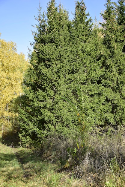 Árboles en el arboreto de otoño Ulyanovsk Rusia