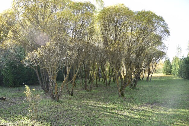 Árboles en el arboreto de otoño Ulyanovsk Rusia