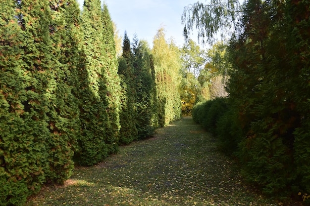 Árboles en el arboreto de otoño Ulyanovsk Rusia