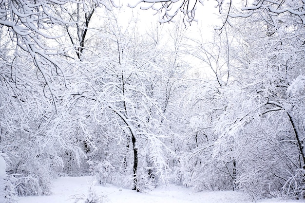 Árboles y arbustos cubiertos de nieve en el bosque de invierno