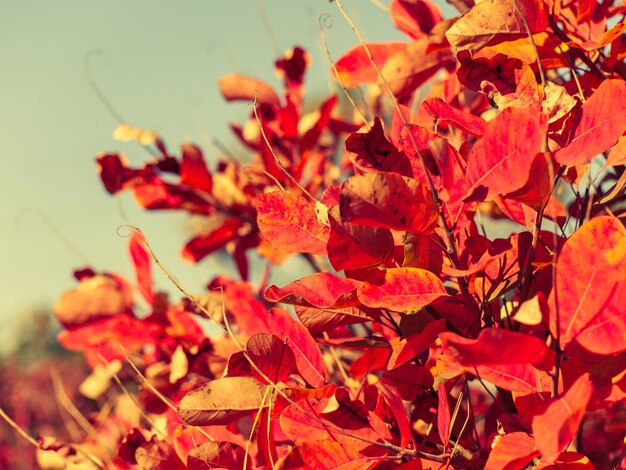 Árboles y arbustos con hojas rojas y amarillas en el bosque el día de otoño. Colores del otoño