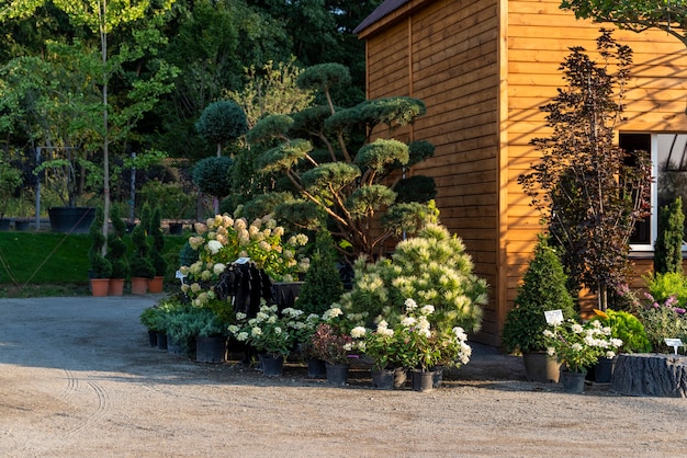 Árboles y arbustos verdes en una tina en un centro de jardinería para paisajismo